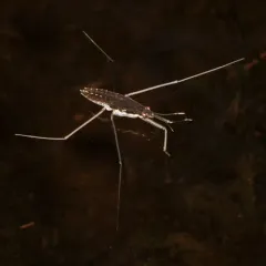 North American Common Water Strider thumbnail 2
