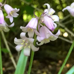 Spanish Bluebell thumbnail 3