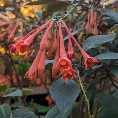 coral honeysuckle thumbnail 4