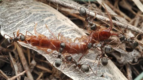 Formica altipetens