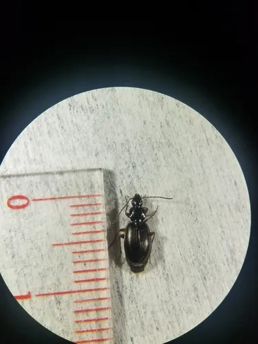 Agonum retractum