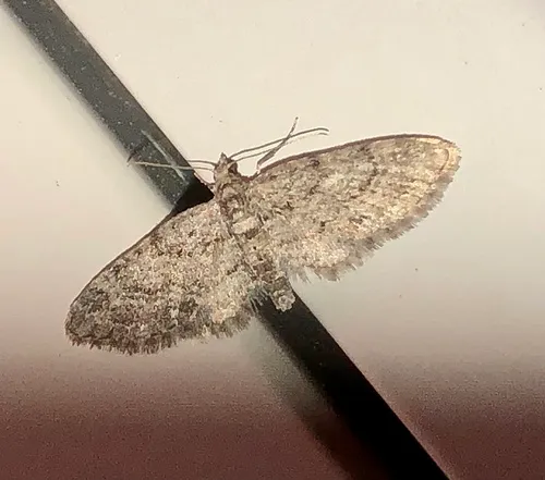 Eupithecia columbiata