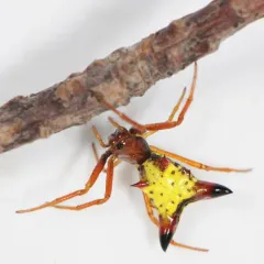 Arrow-shaped Orbweaver thumbnail 3