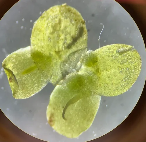 Least Duckweed