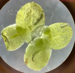 Least Duckweed thumbnail 1