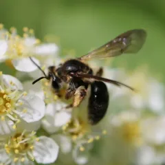 Hawthorn Mining Bee thumbnail 4