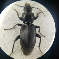 Pterostichus coracinus thumbnail 3