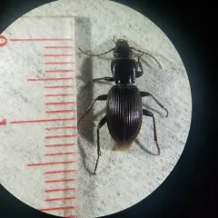 Pterostichus tristis thumbnail 4