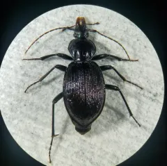 Canada Snail-eating Beetle thumbnail 3