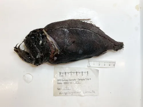 Fangtooth