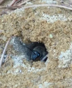Blueberry Cellophane Bee thumbnail 3