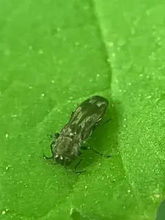 Native Ash Borer thumbnail 3