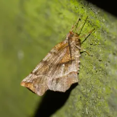 Brown-tipped Thorn thumbnail 2