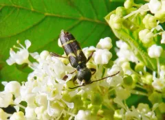 Clytus pacificus thumbnail 2
