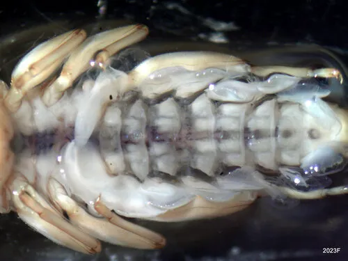 Rithrogena