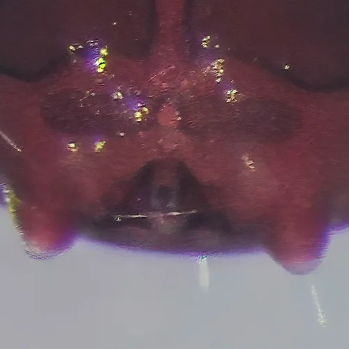 Arrenurus planus
