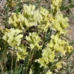 White Point-vetch thumbnail 4