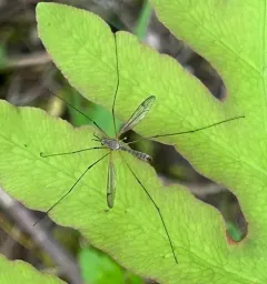 Tipula aprilina thumbnail 2