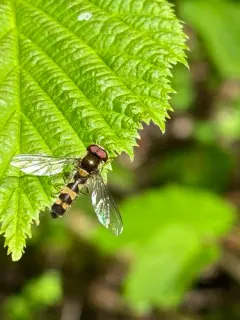 Meligramma cincta thumbnail 4