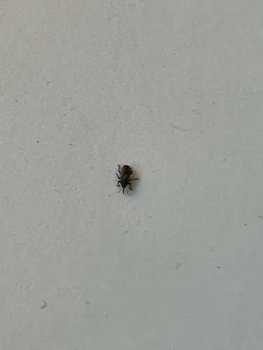 Tychius cuprifer