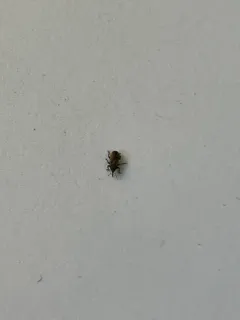 Tychius cuprifer thumbnail 1