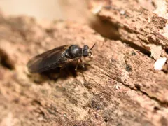 Axymyia furcata thumbnail 4
