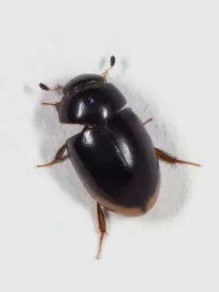 Cercyon cinctus thumbnail 2