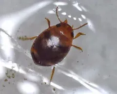 Hydrovatus pustulatus thumbnail 2
