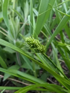 oval-headed sedge thumbnail 2