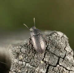 Blapstinus metallicus thumbnail 4