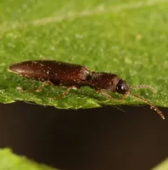 Oblong-necked Click Beetle thumbnail 3