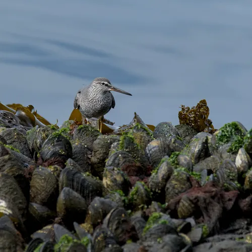 Wandering Tattler