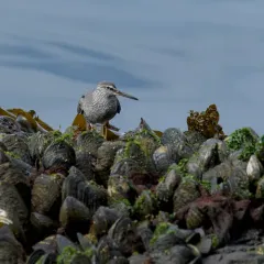 Wandering Tattler thumbnail 1