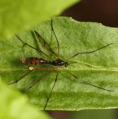 Ptychoptera quadrifasciata thumbnail 3