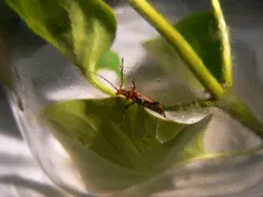 Pidonia gnathoides thumbnail 1