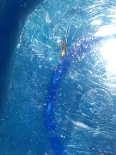 Lizard Spider thumbnail 4