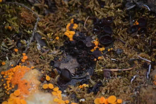 Pseudombrophila guldeniae