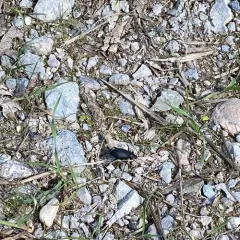 Rough-lipped Darkling Beetle thumbnail 3