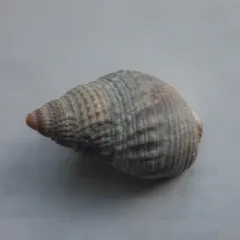 Channeled Basket Snail thumbnail 4
