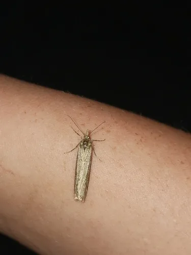 Sarata edwardsialis