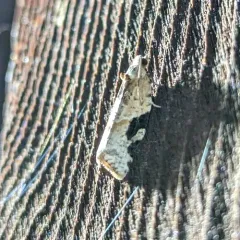 Gray-banded Leafroller Moth thumbnail 4