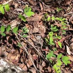 Sierra Nevada Peavine thumbnail 1