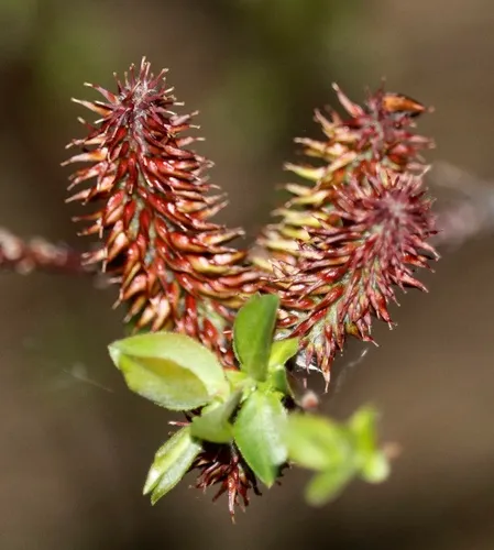 False Mountain Willow