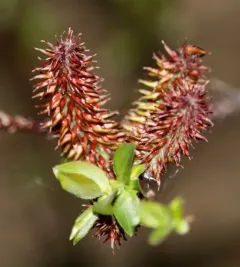 False Mountain Willow thumbnail 1