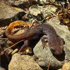 Olympic Torrent Salamander thumbnail 3