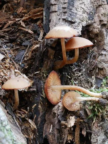 Psathyrella romellii
