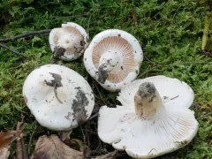 Hygrophorus sordidus thumbnail 2