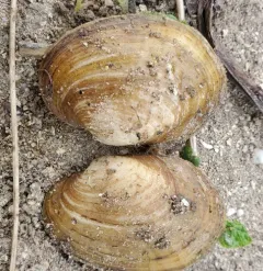 Wavyrayed Lampmussel thumbnail 3