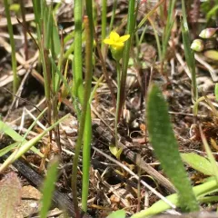 timwort thumbnail 3