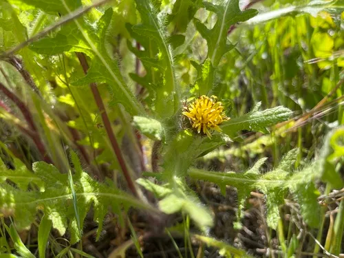 blessed thistle